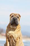 SHAR-PEI 746